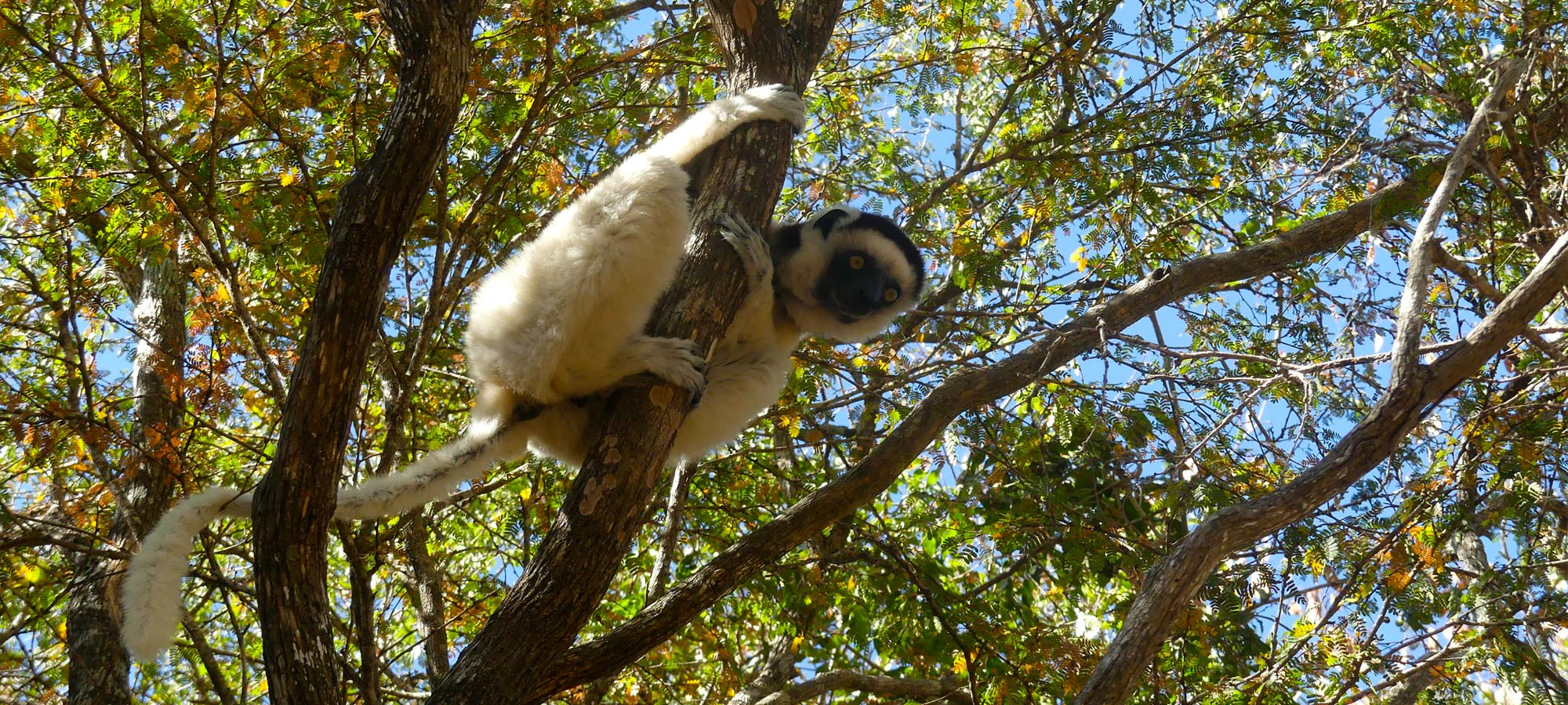 Madagaskar